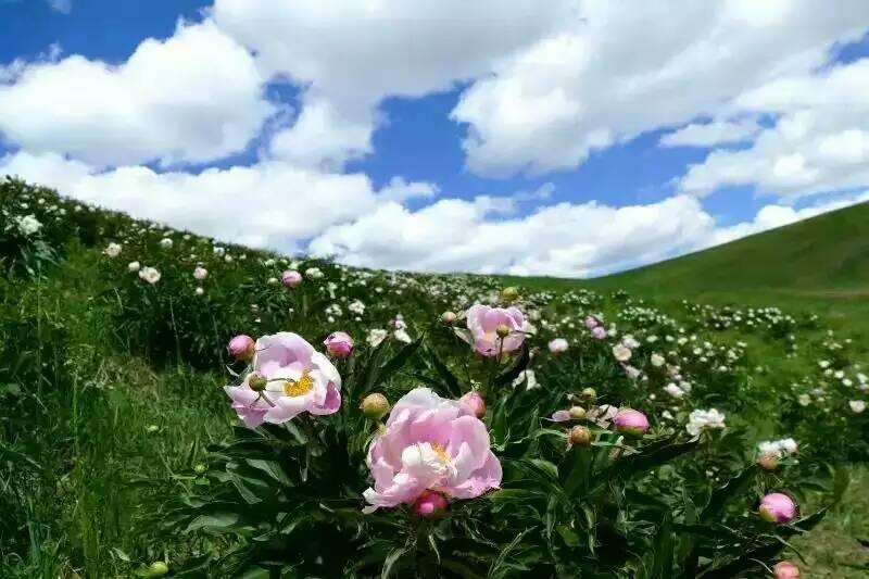 西乌旗雨后的芍药谷