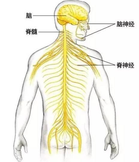 筋结是怎么来的?